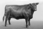 Абердин - ангусская порода коров 