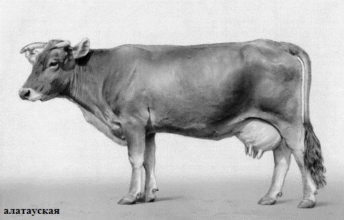 Алатауская корова