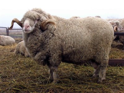Асканийские  овцы