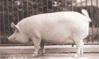 Белая короткоухая  свинья
