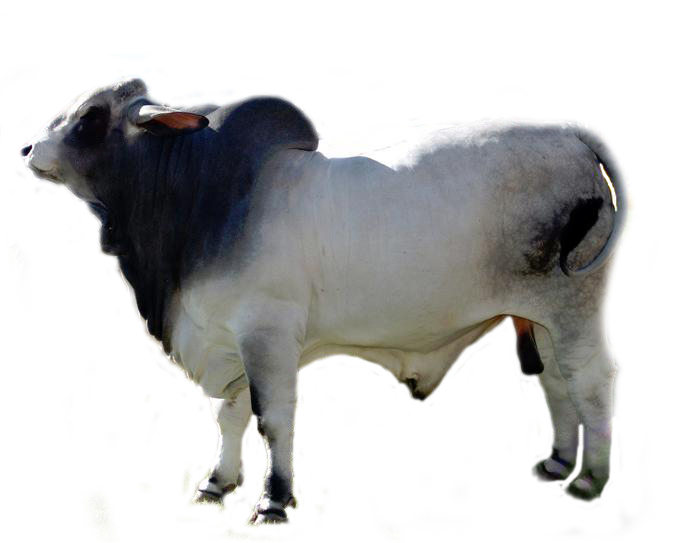 Корова браман
