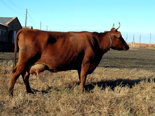 Бурая латвийская порода коров 