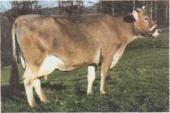 Бурая швицкая порода коров