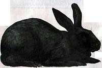 Черно-бурый кролик