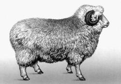 Цигайские  овцы