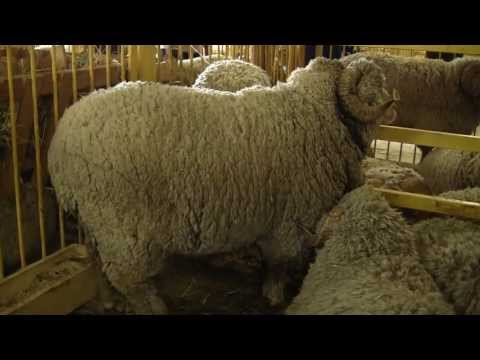 Дагестанские горные овцы