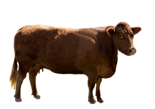 Красная эстонская   корова