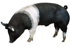 Гемпшир свинья