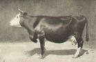 Голландская  порода коров