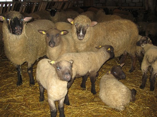 Горьковские овцы