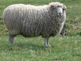 Горноалтайские  овцы