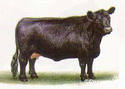 Калмыцкая порода коров 