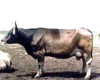 Кавказская бурая корова