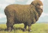 Кавказская порода  овец