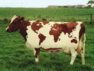 Казахская белоголовая порода коров 