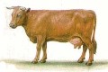 Костромская  порода коров
