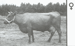 Красная эстонская   корова