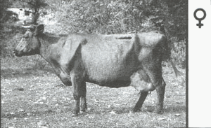 Красная литовская   корова