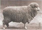 Красноярская порода  овец