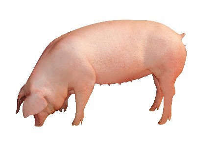 Лакомб   свинья