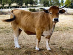 Порода коров обрак