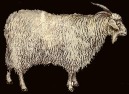  Придонская порода коз