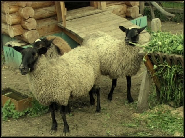 Романовская  овцы