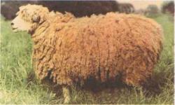 Русские
          длинношерстные овцы