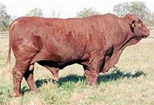 Cанта - гертруда порода коров
