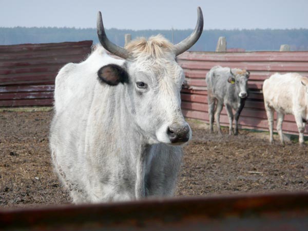  Серая украинская порода скота