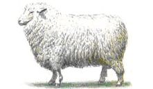 Северокавказские
          мясо - шерстные овцы