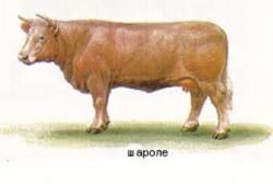 Шаролезская  порода коров