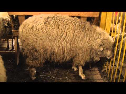 Советские
          мясо - шерстные овцы