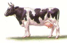  Тагильская порода коров