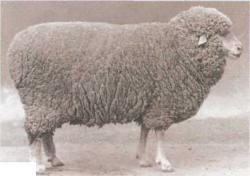 Волгоградские овцы