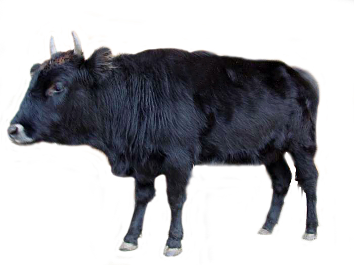 Якутская порода  скота
