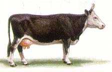 Ярославская  порода коров