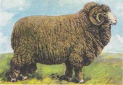  Забайкальские овцы 